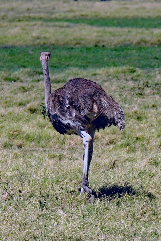 Kenia (153).jpg